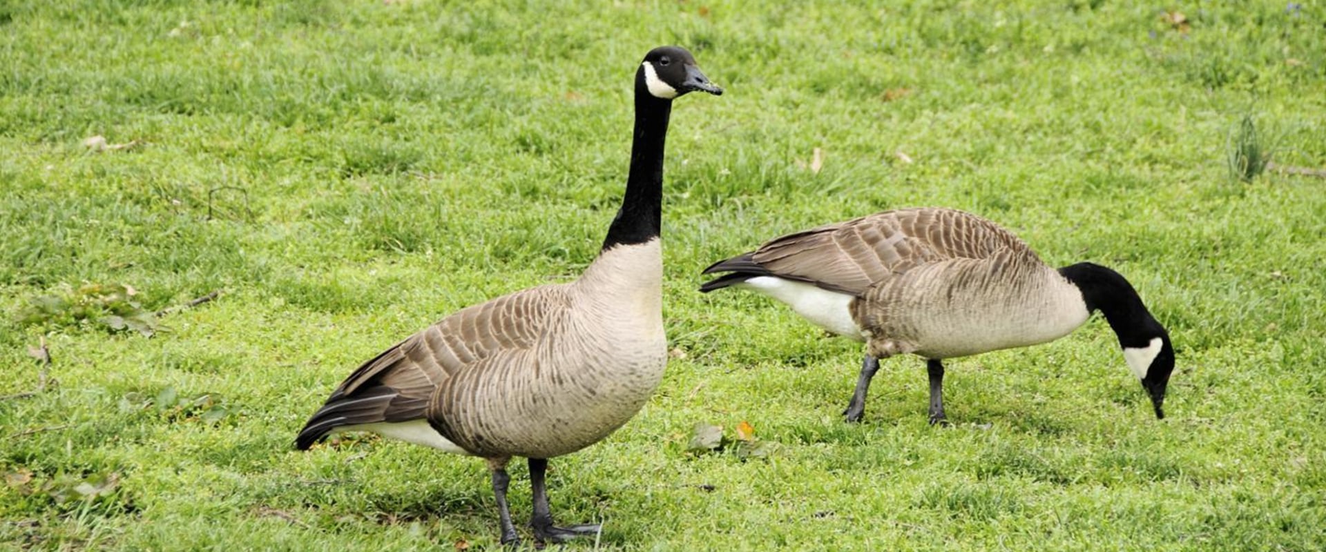 The Fascinating Story Behind Wawa's Iconic Goose Logo